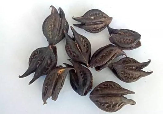 Griffe du Lion (Martynia Annua) – Protection Spirituelle & Bien-être Naturel