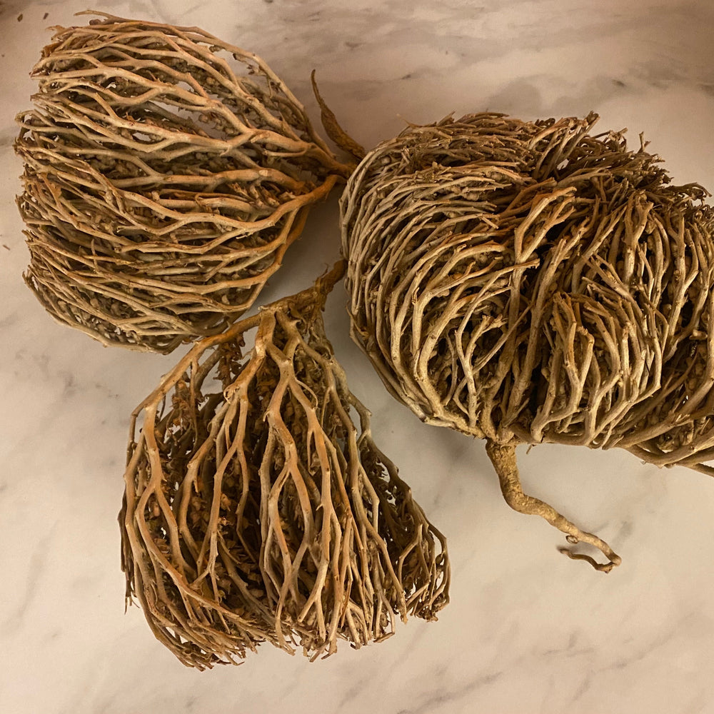 Rose de Jéricho (Fleur de la Résurrection) – Rituel de Renaissance