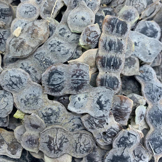 Graines de Nep Nep Premium (Acacia Nilotica) – Soin Naturel, Hygiène Intime & Infusion