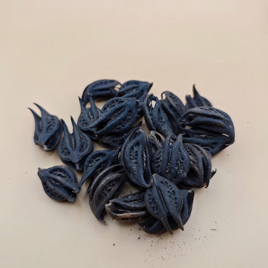 Griffe du Lion (Martynia Annua) – Protection Spirituelle & Bien-être Naturel