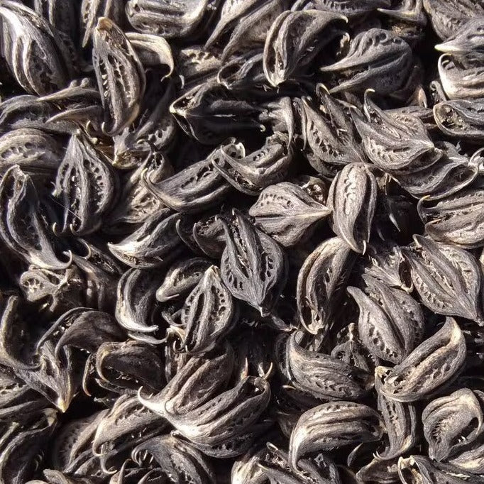 Griffe du Lion (Martynia Annua) – Protection Spirituelle & Bien-être Naturel