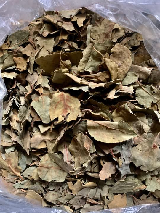 Moussoyiri - Plante de la Femme & Épanouissement